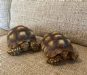 Rehomed...Sulcata's : Pair of young Sulcata approx 3 years old (Sulcata Berkshire)